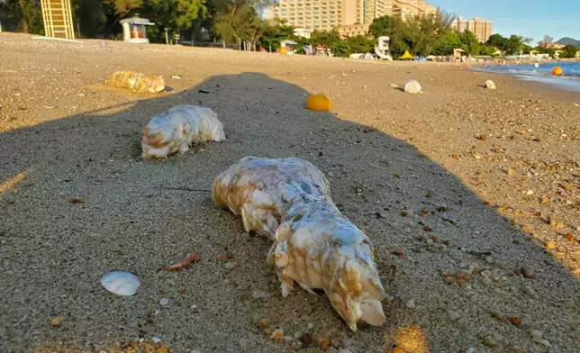 黃金泳灘去年7月離奇浮現一堆豬手及雞翼。資料圖片