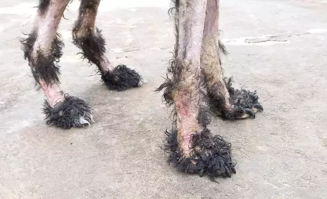 狗狗患嚴重皮膚病。FB專頁「RCAP」圖片