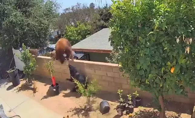 莫里尼科直朝大熊跑去，一手將牠推下圍牆。影片截圖