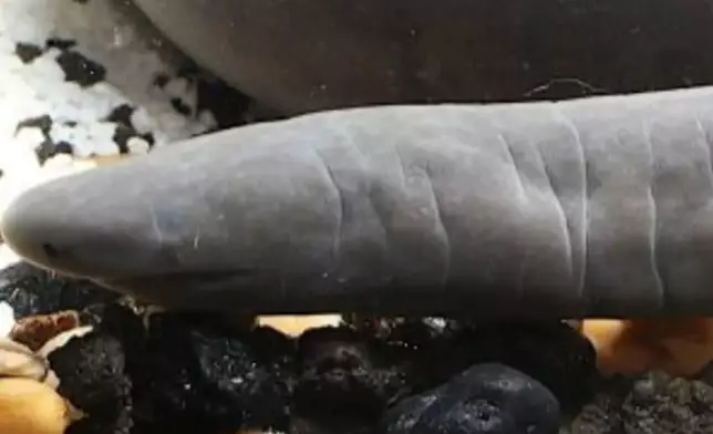 網上圖片
