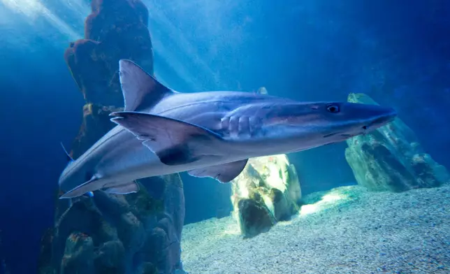 Aquarium of Cala Gonone 只飼養了雌性鯊魚（Facebook圖片）