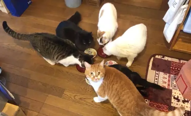 山口隆之家養了六隻貓貓。