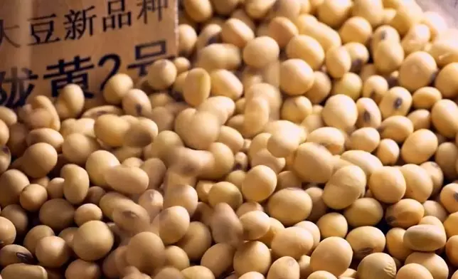 林漢明與內地合作研發出耐鹽抗旱大豆。影片截圖