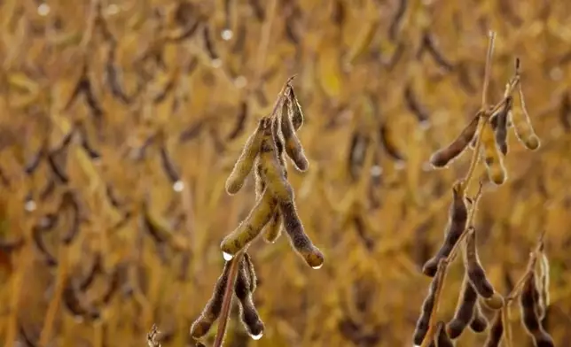 林漢明與內地合作研發出耐鹽抗旱大豆。影片截圖