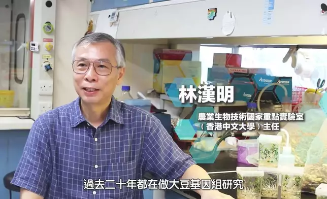 林漢明與內地合作研發出耐鹽抗旱大豆。影片截圖