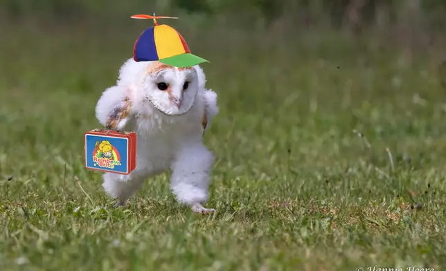 貓頭鷹奔跑的逗趣模樣引來網友改圖（Twitter圖片）