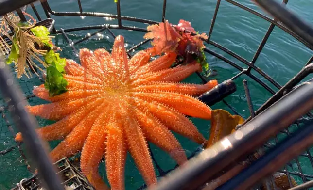 美漁民意外捕獲巨型「向日葵海星」，拍照後放歸大海（網上圖片）