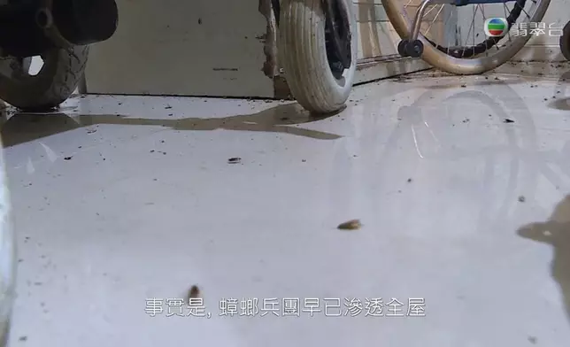 蟑螂在地上隨處走。