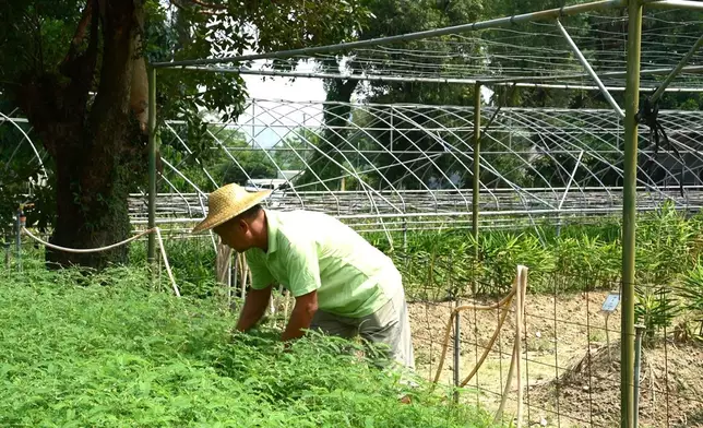 朱淦明於農業園選址的蕉徑已耕作近40年。