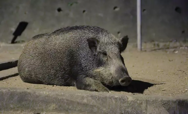 「香港野豬關注組」認為誘捕、人道毀滅野豬此行為極不人道。