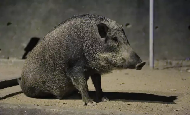 「香港野豬關注組」提倡人豬共存的理念。