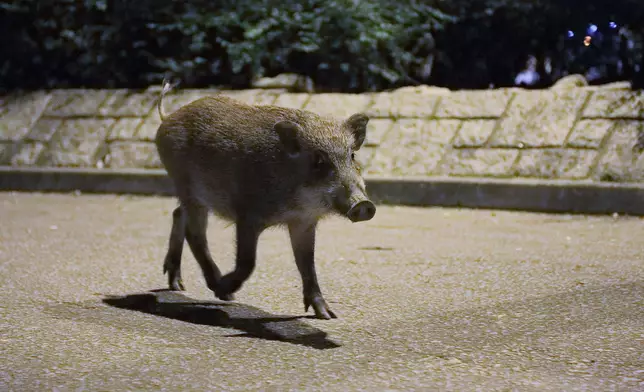LUSH支持「香港野豬關注組」保育本地野豬和野生動物及其他公眾教育工作。