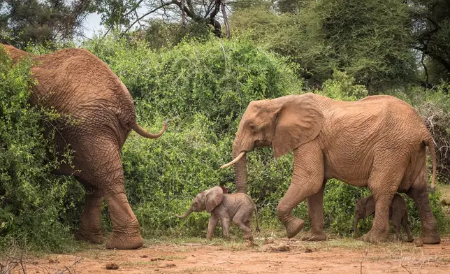 Save the Elephants Twitter相片