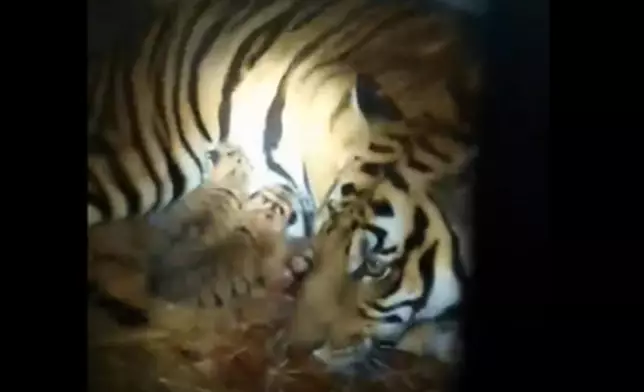 虎媽「夢夢」創1年3胎4仔高產紀錄。網圖