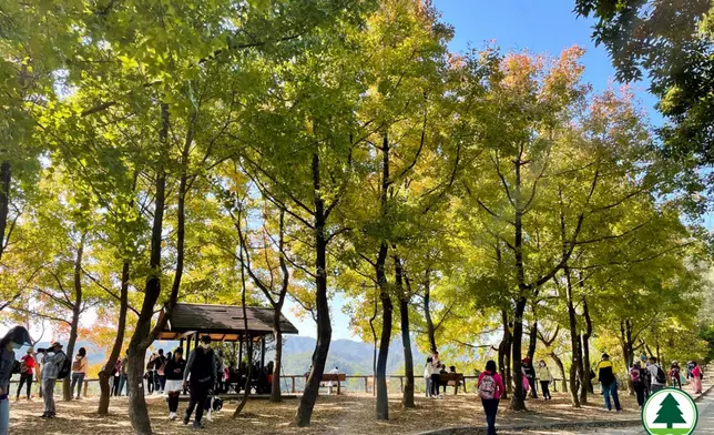 大欖郊野公園楓香林樹葉已經變黃。漁護署圖片