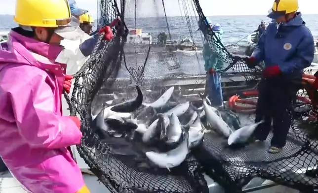 日俄就三文魚及鱒魚捕撈配額達成協議。網圖