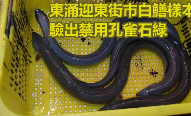 白鱔。資料圖片