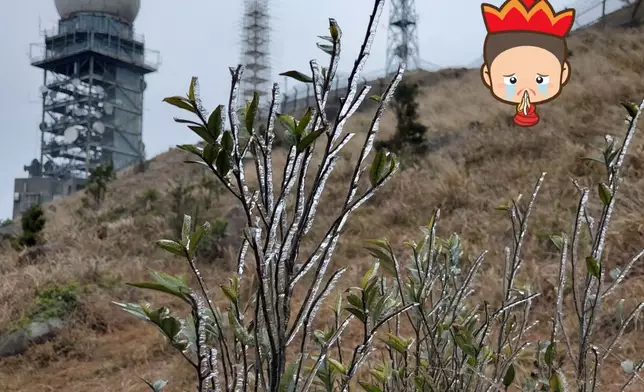 縱使再強 ，「一暴十寒」下難以生存。(資料圖片)