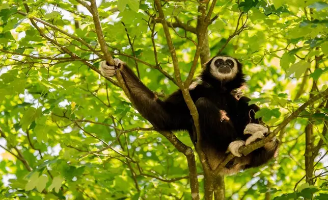 猿居高處（網上圖片）