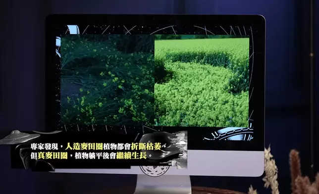 真麥田圈的植物躺平後可繼續生長。