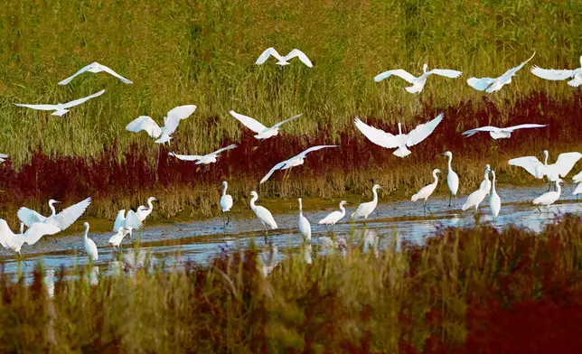 子曰︰「鳥獸不可與同群」《論語‧微子》(資料圖片)