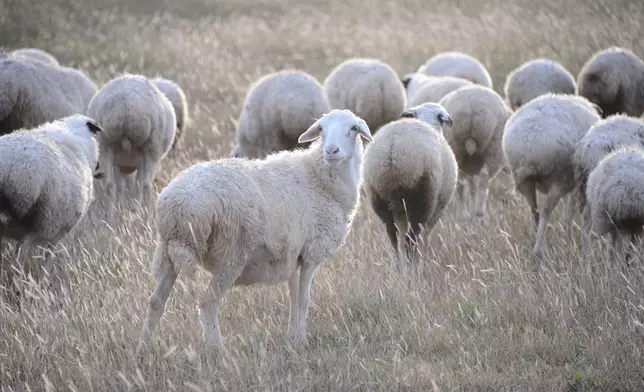 蒙古羊群 (資料圖片)