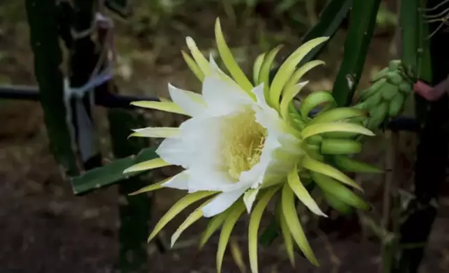 火龍果只在夜間開花（影片截圖）