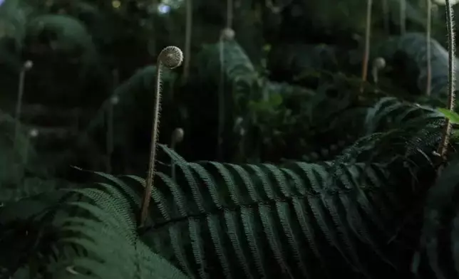 竹林里的里白（影片截圖）