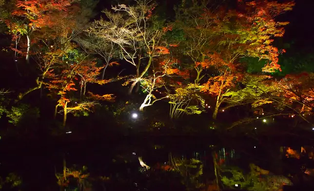 京都高台寺，向以夜賞紅葉馳名。高台寺官網圖片