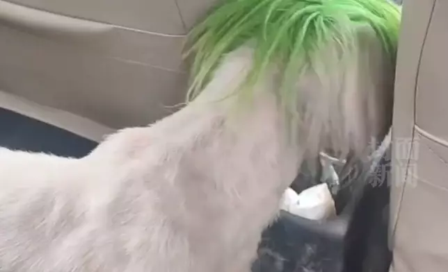 狗狗頭髮非常「酷炫」。影片截圖