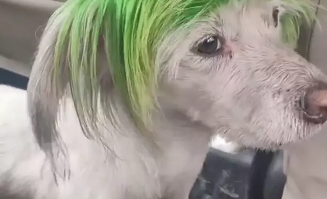 狗狗頭髮非常「酷炫」。影片截圖