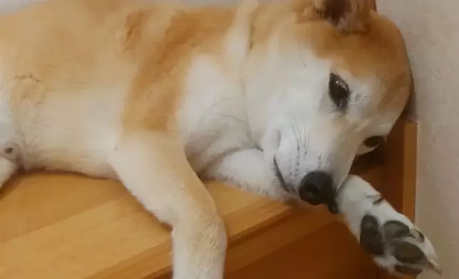 Ryoma平日都是一副懶洋洋的樣子。