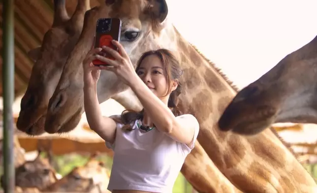彭慧中稱未試過如此近距離接觸長頸鹿。