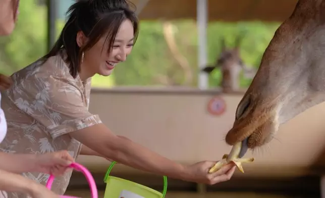 高Ling餵長頸鹿餵得好開心。