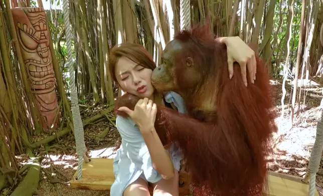 星妤鼓起勇氣接受猩猩之吻。