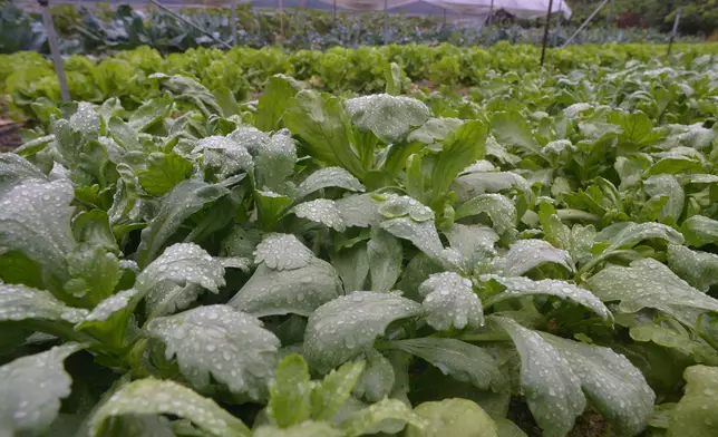 傳統中國是農業社會，即使在今天「久旱逢甘雨」也十分重要。(資料圖片)