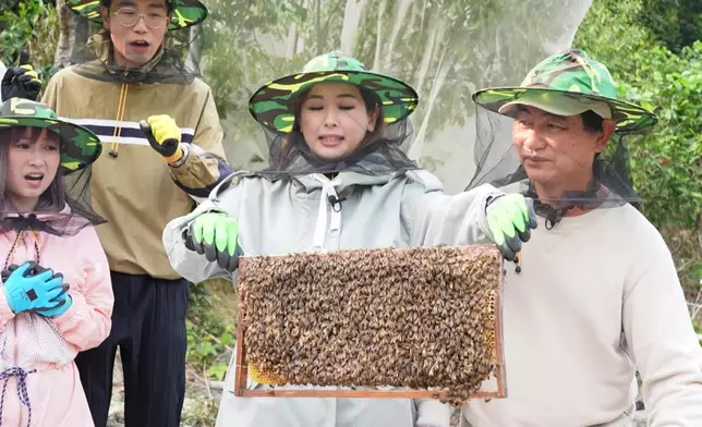趙希洛拉出蜂箱入面一板蜂蜜，裏面竟然有超過2,500隻蜜蜂。