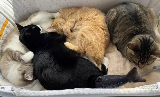 Chiru還有另外三隻貓兄弟姊妹。