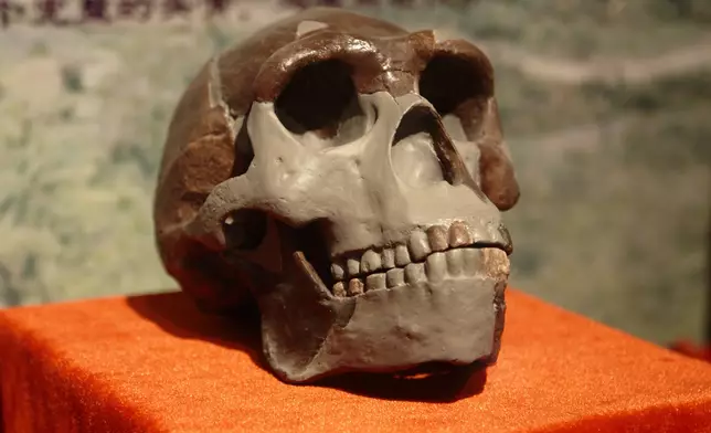 中國古動物館展出的北京人頭骨複製品 (網上圖片)