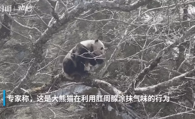 大熊貓不斷用自己的後腿抓屁股部位。