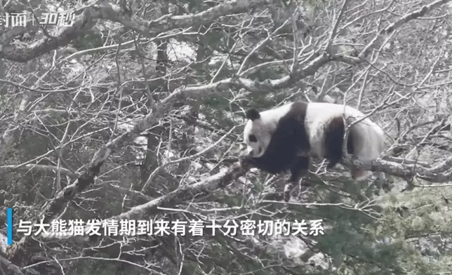 雌性大熊貓抱著的樹幹不停在搖晃。