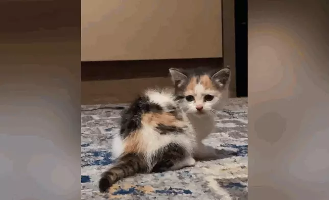 艾麗莎感謝貓咪Nina救了全家。