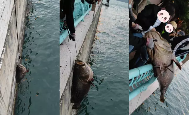 合眾人之力才能把巨型龍躉拉上岸。