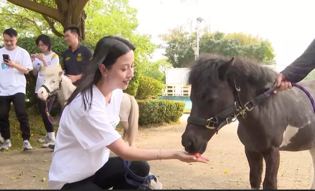 志願者在培訓活動中與馬匹親密接觸，收獲良多（影片截圖）