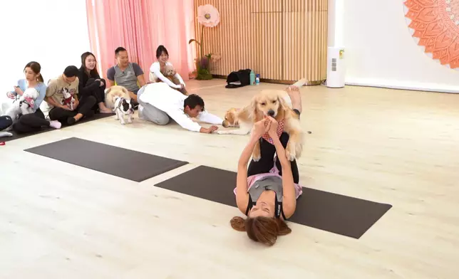 Sharon與愛犬Silly將瑜伽演變成拔河，到底係點做到。