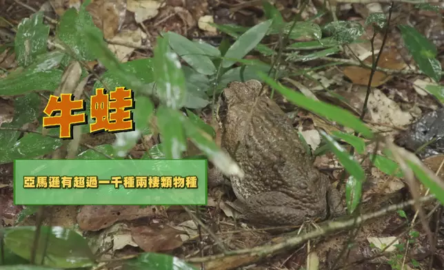 亞馬遜雨林區生物種類繁多。