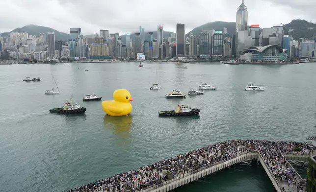 黃鴨暢遊維港，市民夾岸歡送。