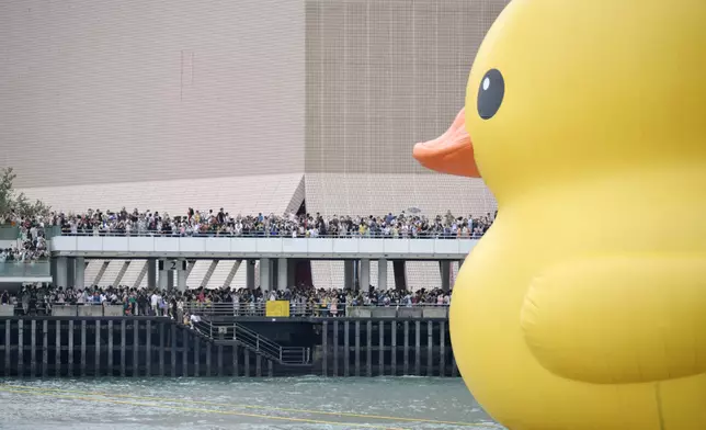 市民在尖沙嘴海傍夾道歡迎得意巨鴨。