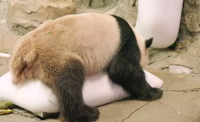 仲有熊貓睇，熊貓趴喺冰上抖涼，大家見過未呢？