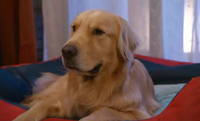 冬甩認死狗樣好可愛。